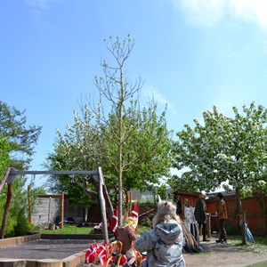 Naturbørnehavens nye træ, en spisekastanje.